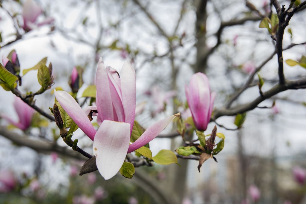 Magnoliablommor