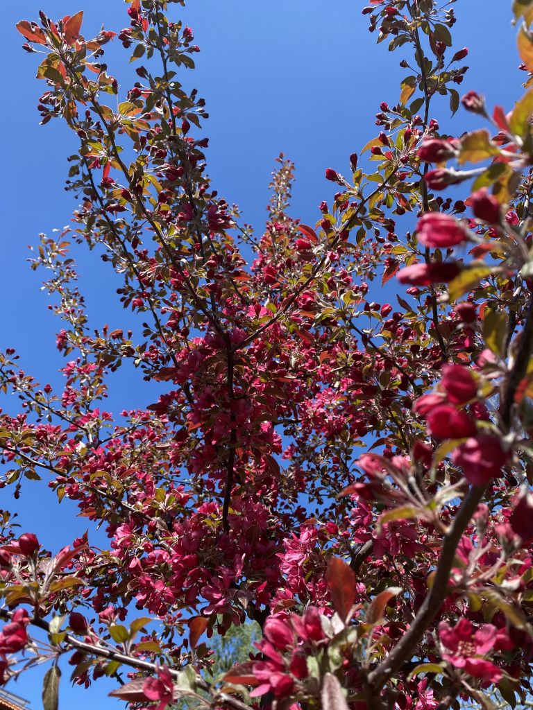 Mörkrosa blommor på träd. 