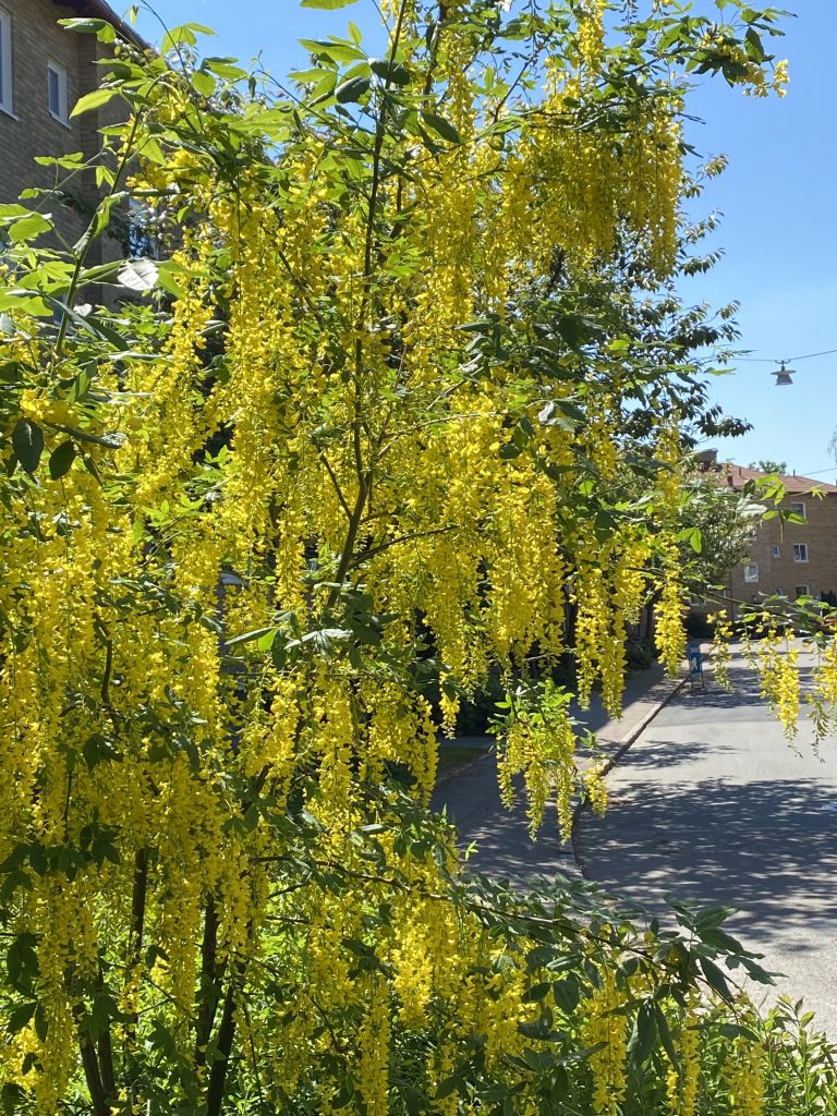 Gula blommor i klasar på träd