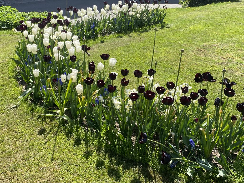 Vita och svarta tulpaner