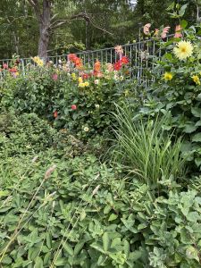 Blommor i Hult Åsen