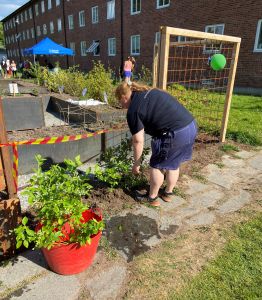 Miljövärd planterar blåbärsbuskar vid det nya odlingsområdet.
