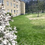 Gräsmatta och ett flerfamiljshus i bakgrunden.