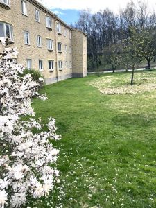 Gräsmatta och ett flerfamiljshus i bakgrunden.