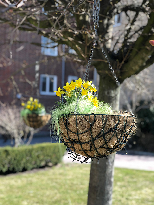 Blomkorgar i träden