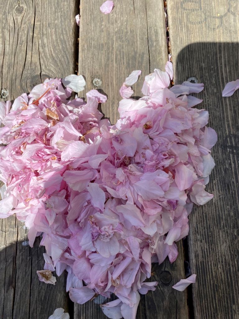 Vårblommor i Majorna