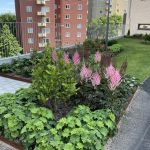 En av Bostadsbolagets vackra plantering. Här på en gård i Guldheden.