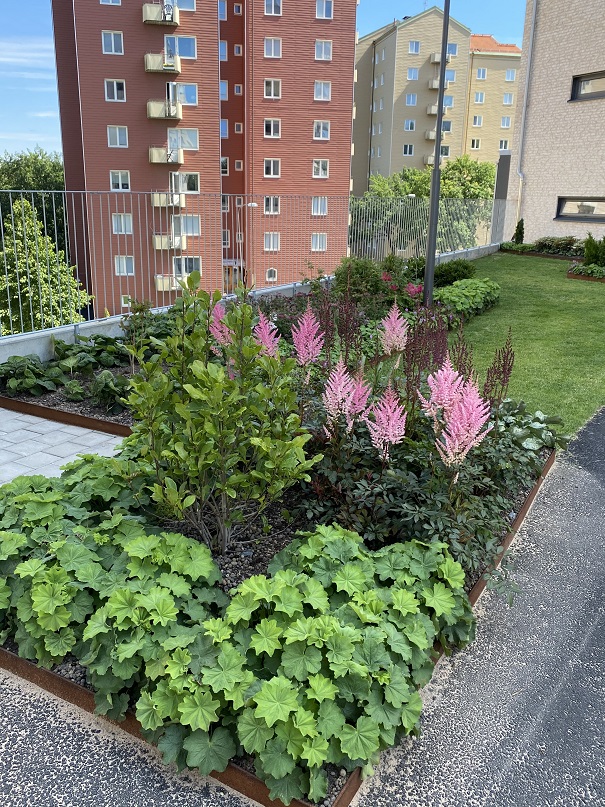 En av Bostadsbolagets vackra plantering. Här på en gård i Guldheden.