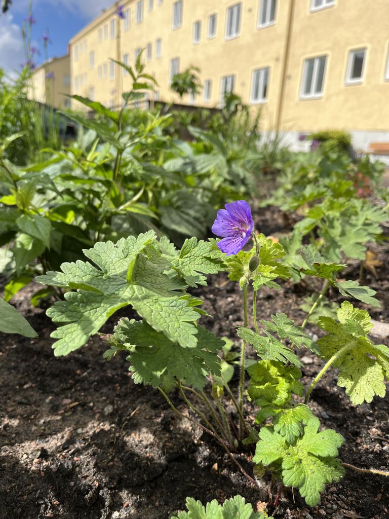Grönskande plantering framför ett gult hus i Högsbo.