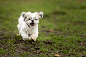 En liten vit hund springer mot kameran.