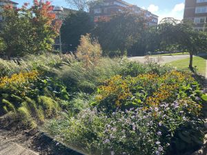 Blommande perennäng