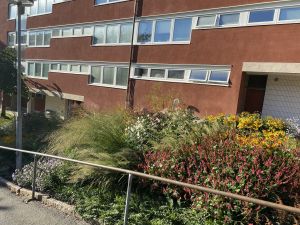 Blommande perennäng