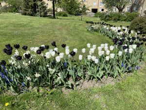 Äng med tulpaner från våren 2022