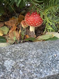 Flugsvamp i Tynnered