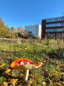 Flugsvamp i Tynnered