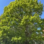 Vacker ek utanför Robertshöjdsgatan