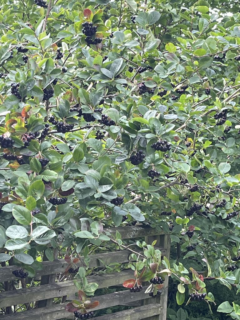 En grön buske med aroniabär. 