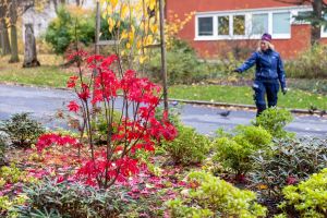 Växter i förgrunden och en kvinna i arbetskläder i bakgrunden.