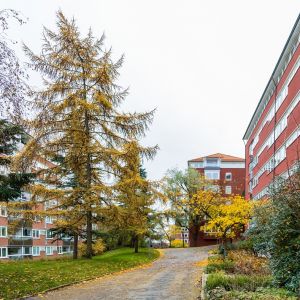 Husfasader och träd.