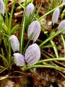 Lila knoppar av Krokus 