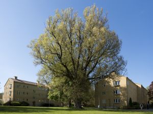 Ett gammalt pilträd.