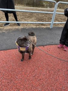 En liten hund som tittar till höger.