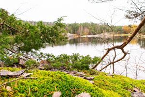 En sjö med lite skogsmark framför.