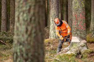En man sågar ner ett träd.