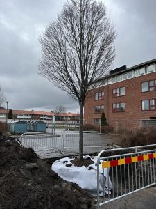 Träd med inpacka rotklump.