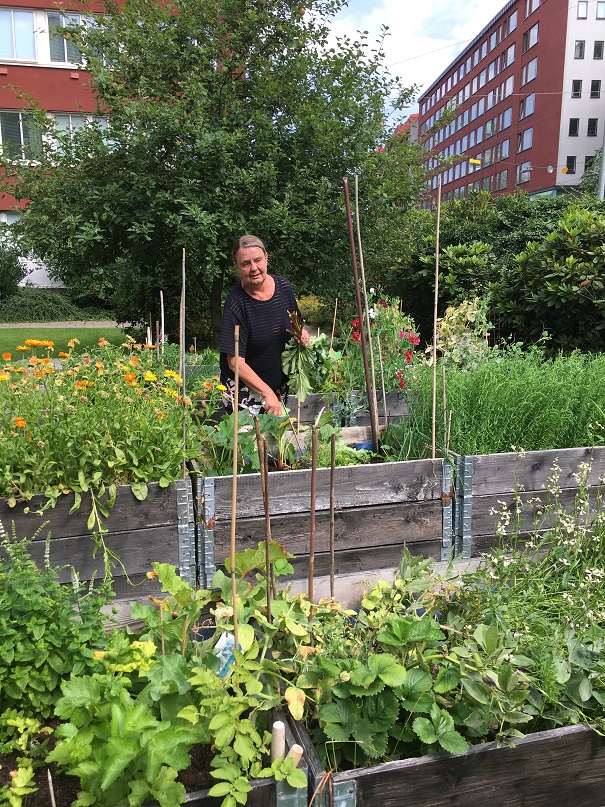 Hyresgästen Britt-Marie Lystrand tittar till sina odlingar i odlingslådorna i Majviken..