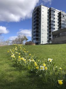Påskliljor och pingstliljor i lång rad framför hus.