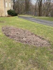 Nyplanterad lökäng i Guldheden