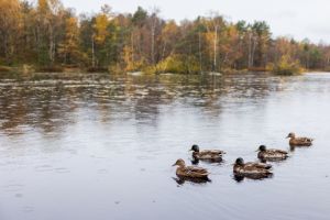 Halsing fran Biskopsgarden3.jpg