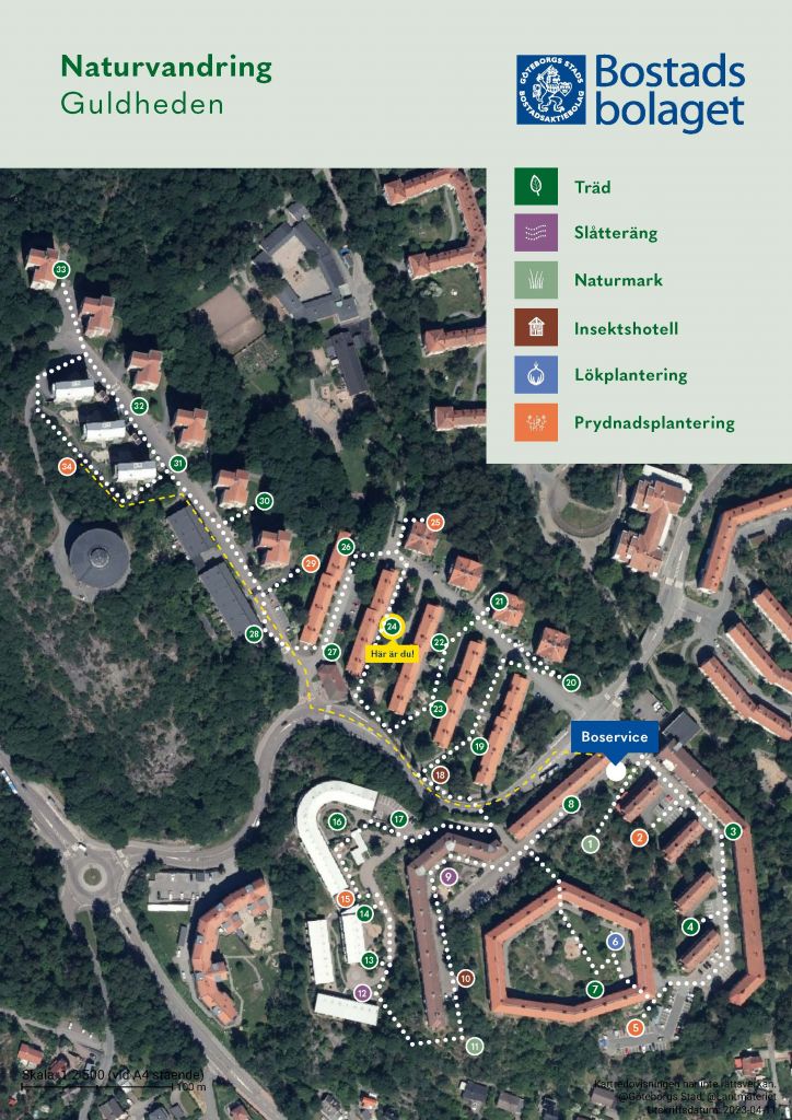 Visar punkt 24 på kartan över Guldhedens naturvandring. 