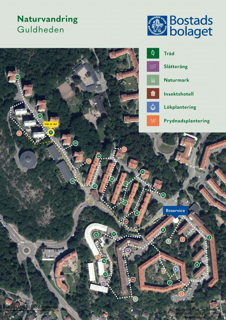 Visar punkt 31 på kartan över Guldhedens naturvandring. 