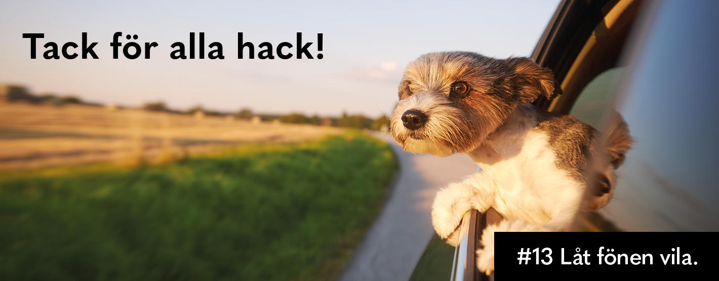 hund som åker tåg och kollar ut genom fönstret