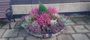 Höstplantering i urna