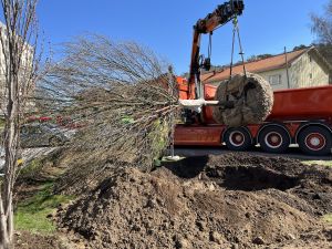 Träd lastas av en lastbil med en lyftarm.