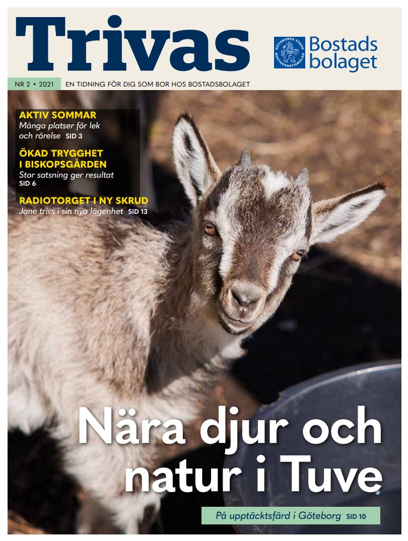 Bilden föreställer framsidan på hyresgästtidningen Trivas nr 2 2021. På framsidan syns ett foto av en nyfiken get.